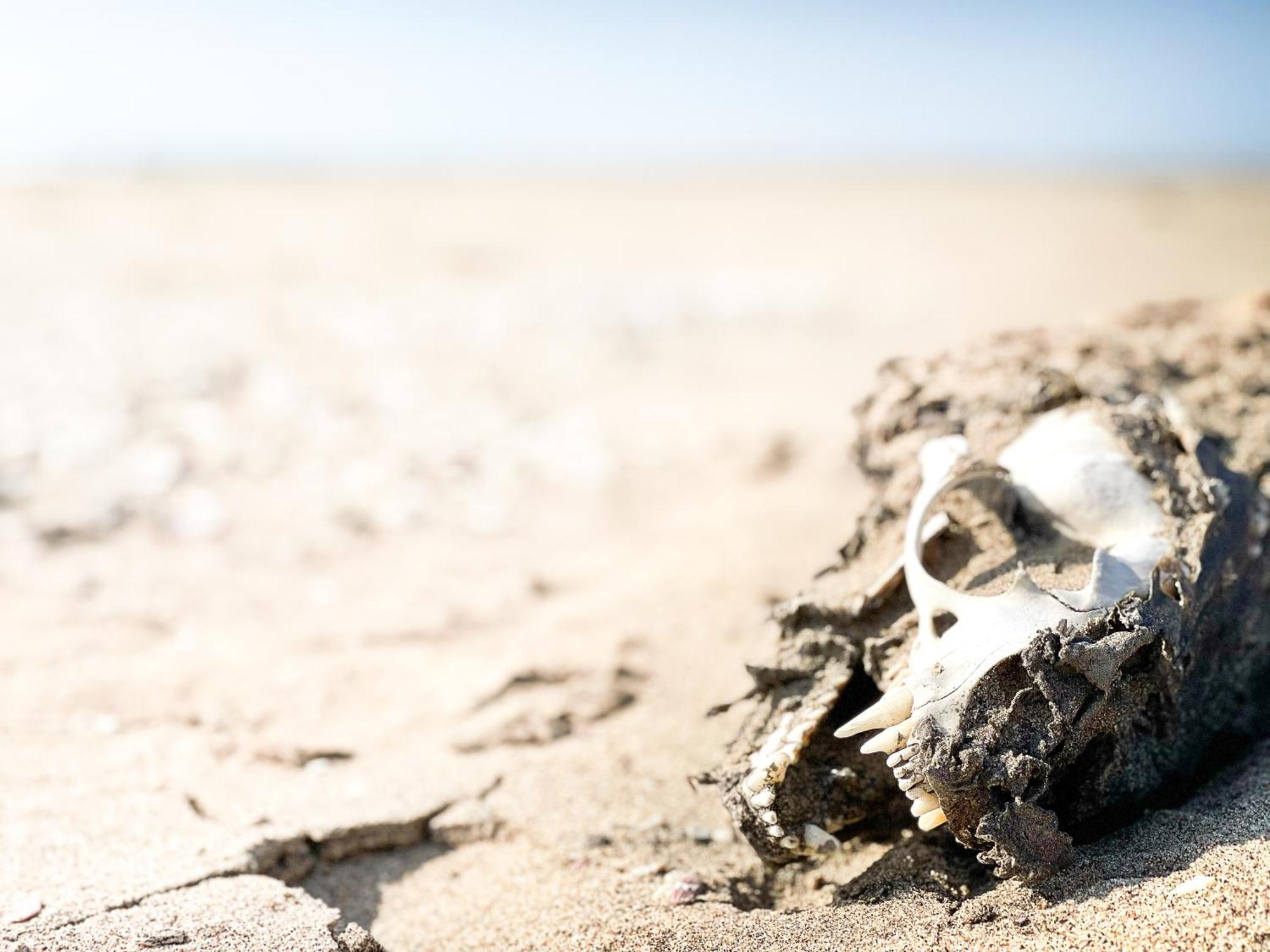 Skeleton Beach Backpackers Свакопмунд Екстер'єр фото